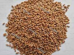 Пшеница мягкая сорт АЛАБУГА элита