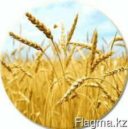 Пшеница мягких и твердых сортов