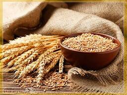 Пшеница , надежное долгосрочное сотрудничество