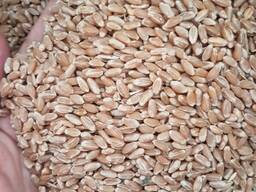 Пшеница 5-класса оптом от Производителя.