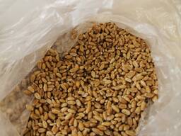 Пшеница от производителя