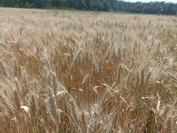 Пшеница озимый мягкая