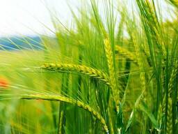 Пшеница сорт "Омская-38"