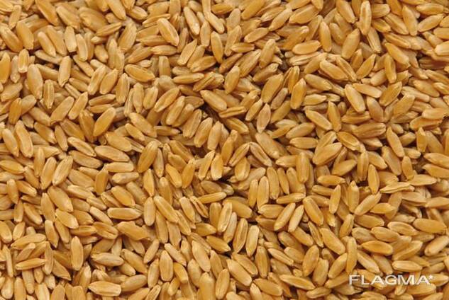 Жалаңаш жапон әйелдері Тығыз шағын трусики фото тұсқағаздардағы сұлулық