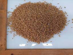Пшеница твердая (DURUM)