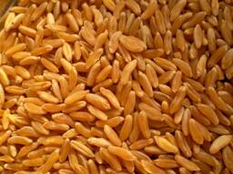 Пшеница твердая (клей 32 натура 790 стекло 62 влага 12) на элеваторе