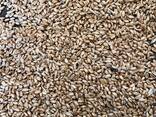 Пшеница wheat - фото 3