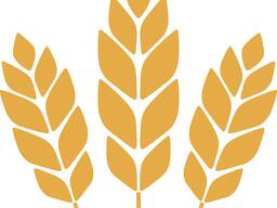 Пшеница, Ячмень