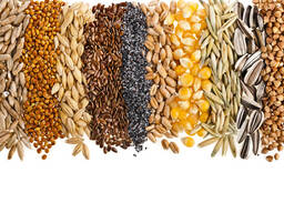 Пшеница. ячмень, горох, чечевица. лен