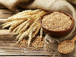 Пшеница, ячмень, кукуруза , зерновые и масличные культуры оптом