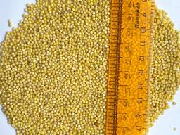 Пшенная крупа от производителя