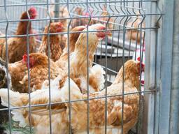 Птицефабрика