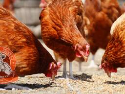 Ракушка Известняковая Кормовые дрожжи