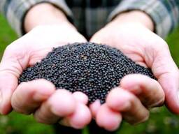 Рапс на экспорт