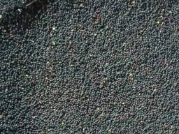 Рапс масличный (масличность 48%, чистый ссора 2% влага 7)