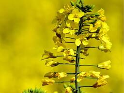 Куплю рапсовое масло