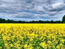 Рапсовый жмых