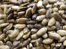 Расторопши семена