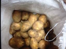 Реализуем картофель сорта Гала