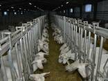 Реализуем на экспорт молоко, молочные продукты - фото 4