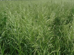 Суданская Трава Донник Житняк Люцерна Кострец