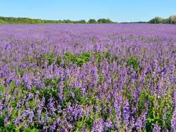 Семена Люцерны (сорт Семиреченская , Вега 87, Находка)