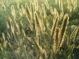 Смена Житняка