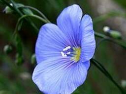 Реализуем семена льна масличного! урожай 2017 г.