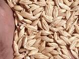 Реализуем ячмень на рынки Ирана, Узбекистана, Китая - фото 3