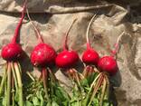 Редиска - фото 1