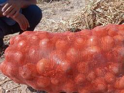 Репчатый лук