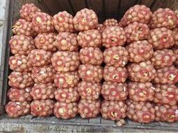 Репчатый лук