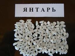 Рис Оптом Урожая 2020