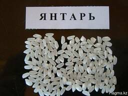 Рис в Кызылорде оптом с завода производителя "Асыл Дән ЛТД"