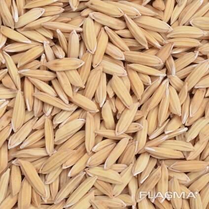 Рожь 2025 года