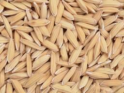 Рожь 2025 года