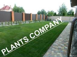 Рулонный газон дерн укладка под ключ с гарантией