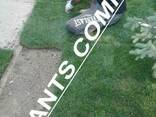 Рулонный газон дерн укладка под ключ с гарантией - photo 3