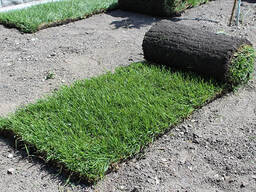 Рулонный газон в Алматы