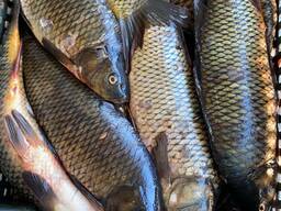 Рыба. Переработка рыбы