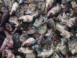 Рыбные отходы - фото 2