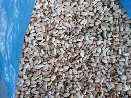 Сафлор фуражный