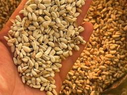 Сафлор кез келген көлемдегі төлемнің кез келген түрі