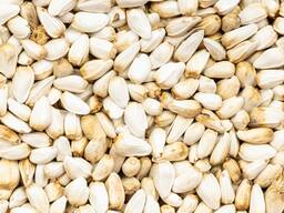 Safflower (сафлор) Урожай 2025 года!!!Safflower в Костанае Сафлор в Костанае Safflower в К