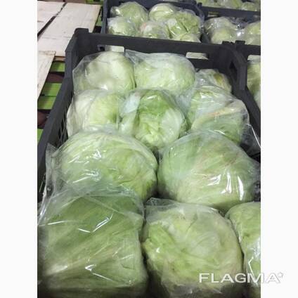 Салат Айсберг Иран (цена включая доставку)