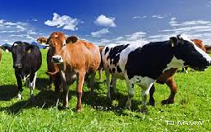 Студент күніндегі порно онлайн көру