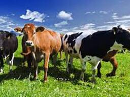 Сауын сиыр сатып алыңыз