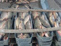 Сазан Аральский