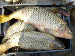 Сазан оптом. Доставка  и КЗ.