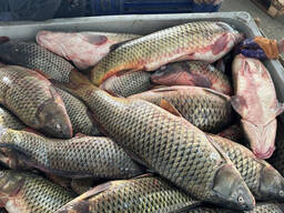 Порно қызы әкемнің дәмді әтешін алғысы келді